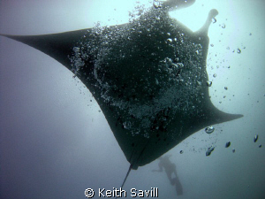 I need to get myself a Rebreather!!! by Keith Savill 